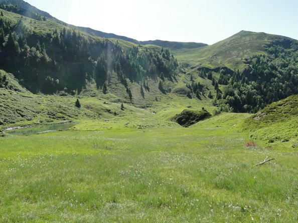 Tourbire dans le massif du Burat  - CEE