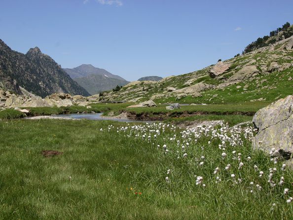 Linaigrettes au bord d'un cours d'eau en montagne - DDT 65