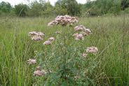 Gentiane pneumonanthe dans les prairies humides de Capvern (65) - CEE