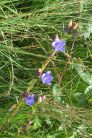 Gentiana pneumonthe, Zone Humide Capvern (65) - CEE