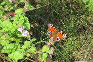 Papillon, Paon du jour  Capvern (65)- CEE