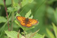Le Nacré de la sanguisorbe dont une des plantes hôtes est la Reine des prés - CEE Le Nacré de la sanguisorbe dont une des plantes hôtes est la Reine des prés - CEE
